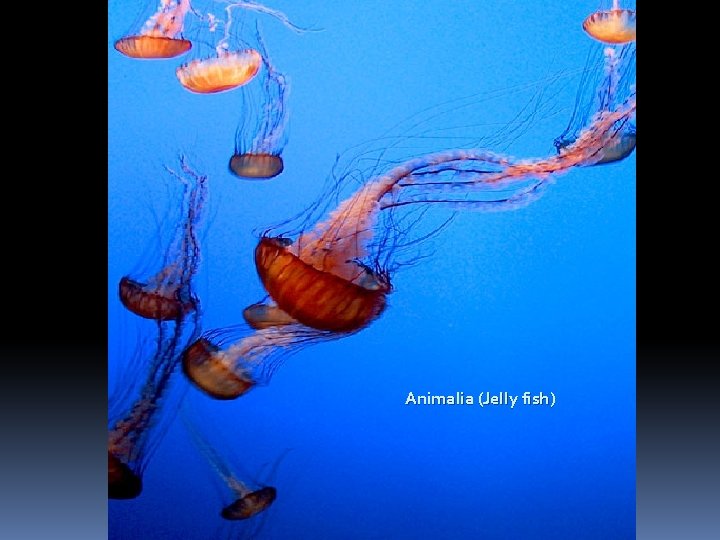 Animalia (Jelly fish) 