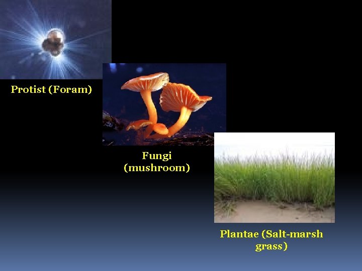 Protist (Foram) Fungi (mushroom) Plantae (Salt-marsh grass) 