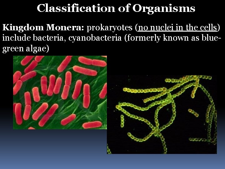 Classification of Organisms Kingdom Monera: prokaryotes (no nuclei in the cells) include bacteria, cyanobacteria