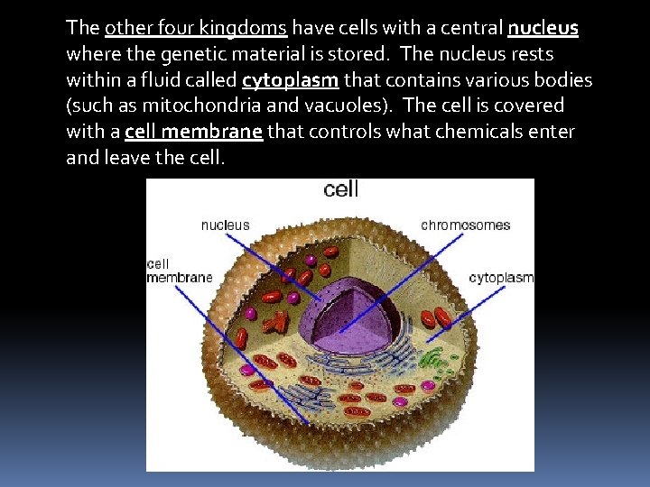 The other four kingdoms have cells with a central nucleus where the genetic material