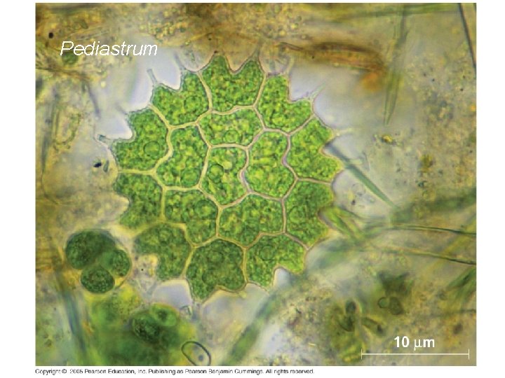 Pediastrum 