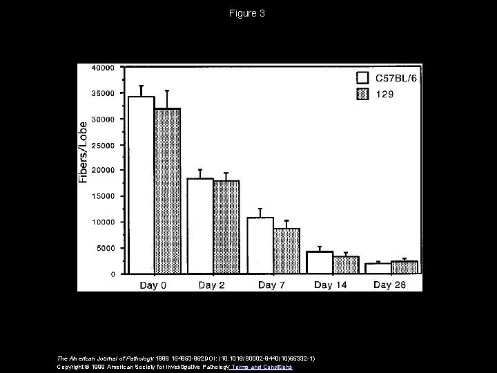 Figure 3 The American Journal of Pathology 1999 154853 -862 DOI: (10. 1016/S 0002
