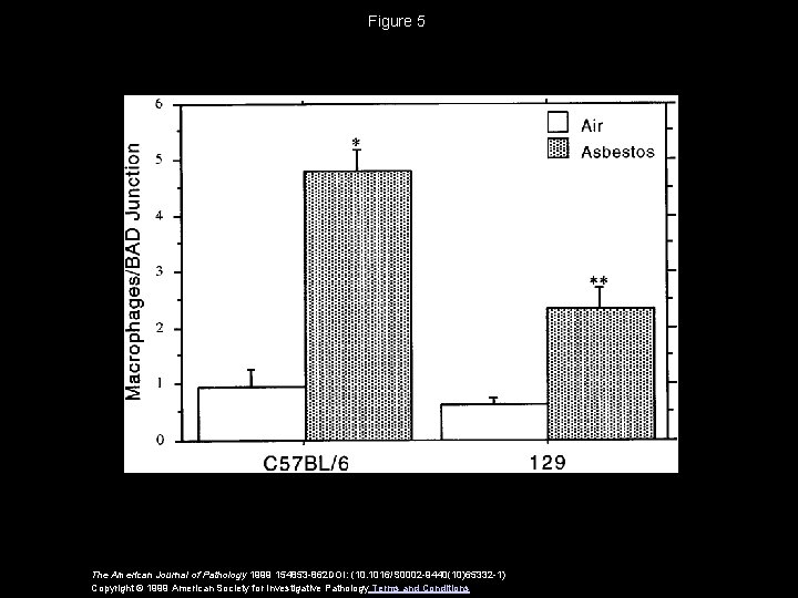 Figure 5 The American Journal of Pathology 1999 154853 -862 DOI: (10. 1016/S 0002