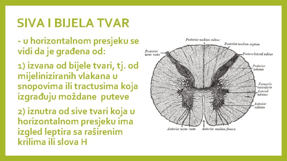 SIVA I BIJELA TVAR - u horizontalnom presjeku se vidi da je građena od: