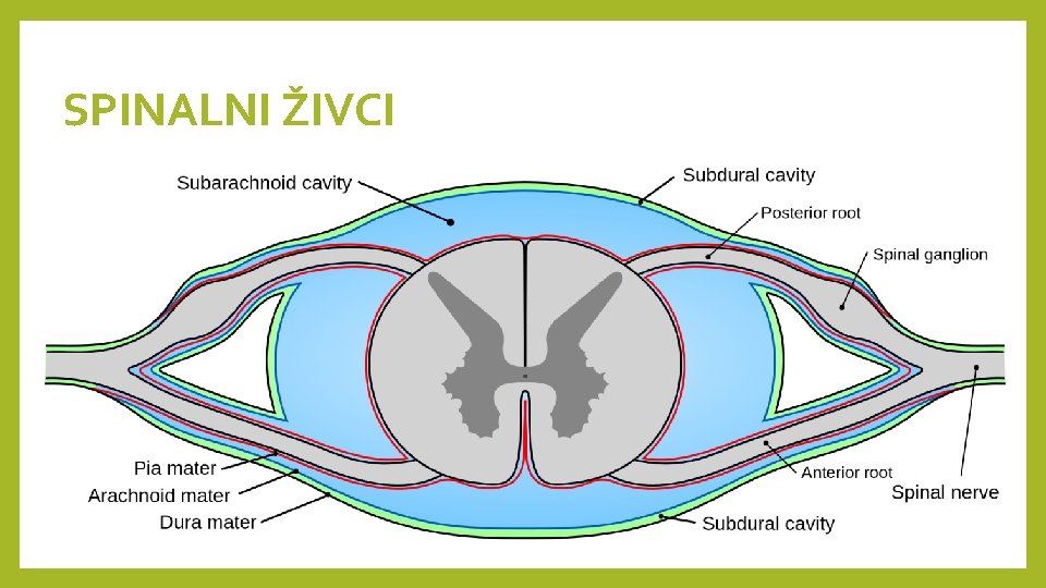 SPINALNI ŽIVCI 