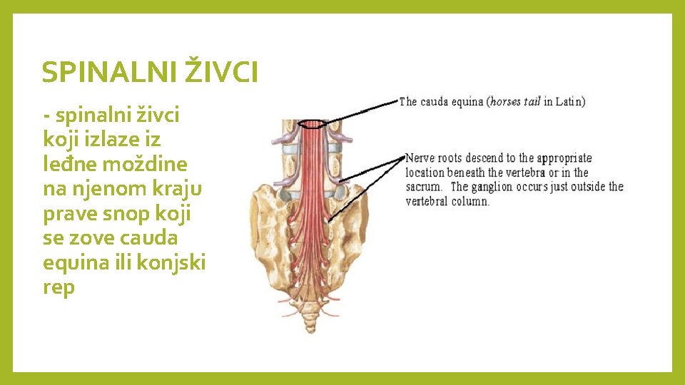 SPINALNI ŽIVCI - spinalni živci koji izlaze iz leđne moždine na njenom kraju prave