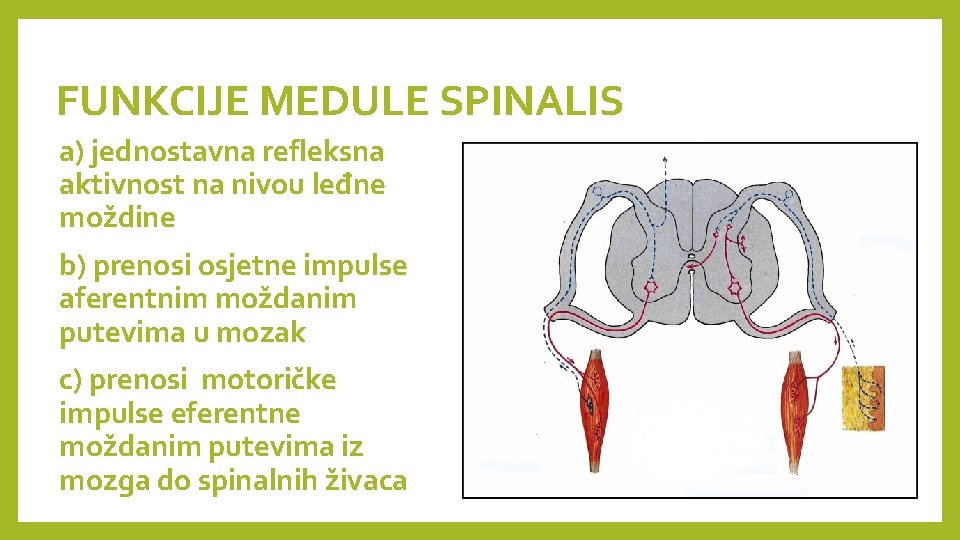 FUNKCIJE MEDULE SPINALIS a) jednostavna refleksna aktivnost na nivou leđne moždine b) prenosi osjetne