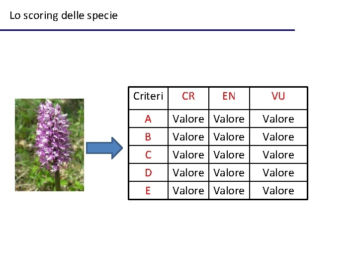 Lo scoring delle specie Criteri CR EN VU A Valore B C D E