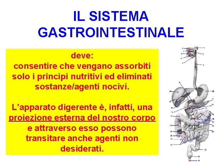 IL SISTEMA GASTROINTESTINALE deve: consentire che vengano assorbiti solo i principi nutritivi ed eliminati