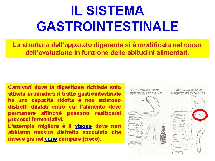 IL SISTEMA GASTROINTESTINALE La struttura dell’apparato digerente si è modificata nel corso dell’evoluzione in