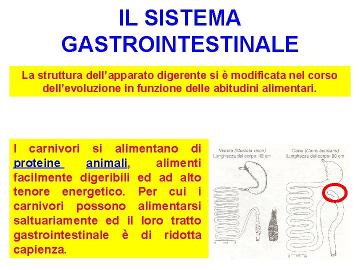 IL SISTEMA GASTROINTESTINALE La struttura dell’apparato digerente si è modificata nel corso dell’evoluzione in