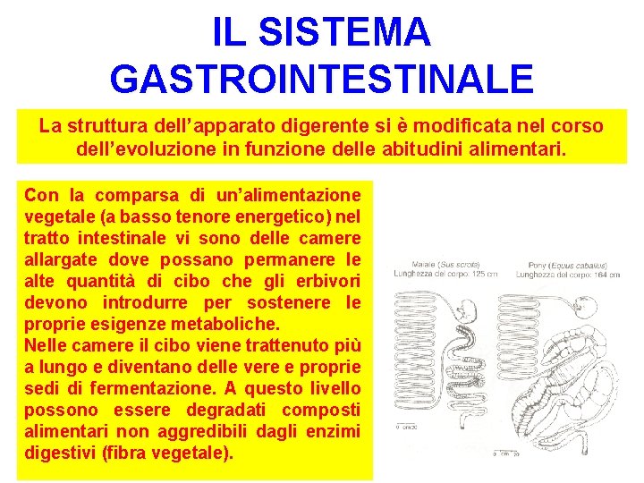 IL SISTEMA GASTROINTESTINALE La struttura dell’apparato digerente si è modificata nel corso dell’evoluzione in