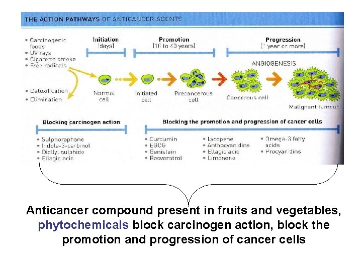 Anticancer compound present in fruits and vegetables, phytochemicals block carcinogen action, block the promotion