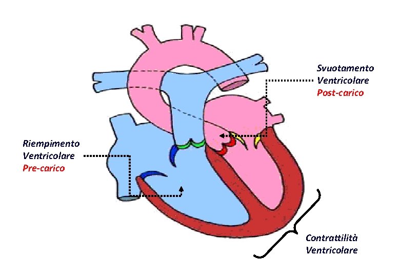 Svuotamento Ventricolare Post-carico Riempimento Ventricolare Pre-carico . . Contrattilità Ventricolare 