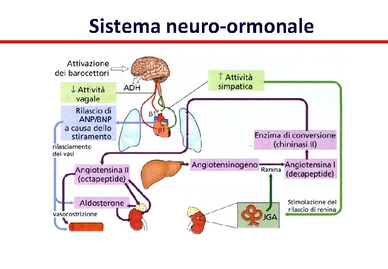 Sistema neuro-ormonale 