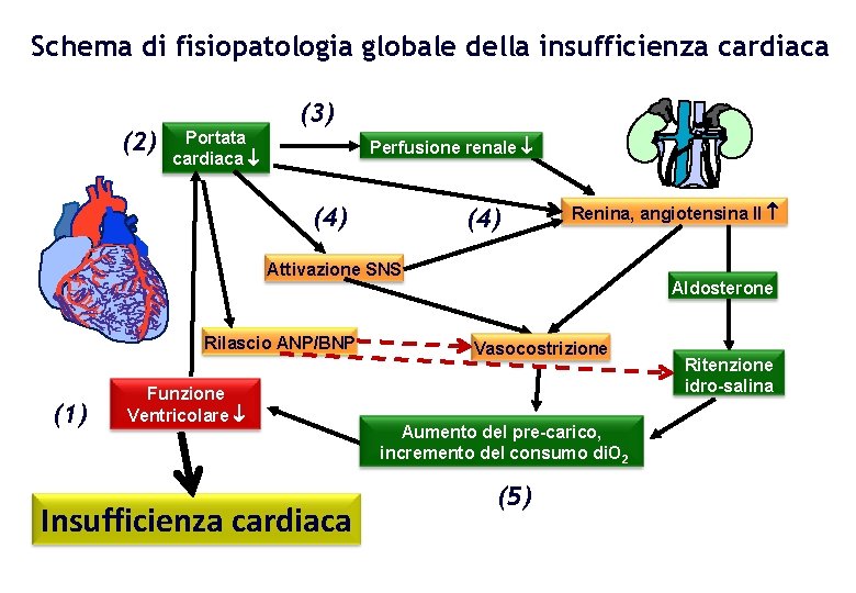 Schema di fisiopatologia globale della insufficienza cardiaca (2) Portata cardiaca (3) Perfusione renale (4)