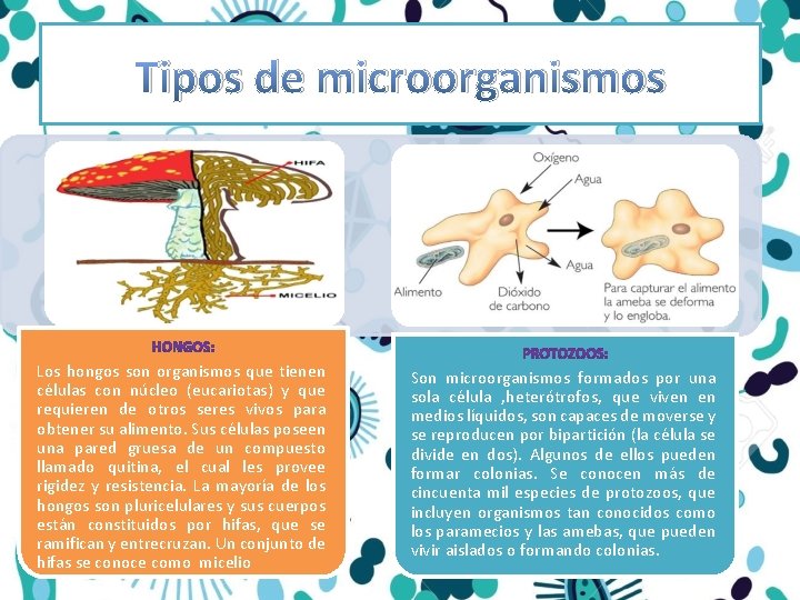 Tipos de microorganismos Los hongos son organismos que tienen células con núcleo (eucariotas) y