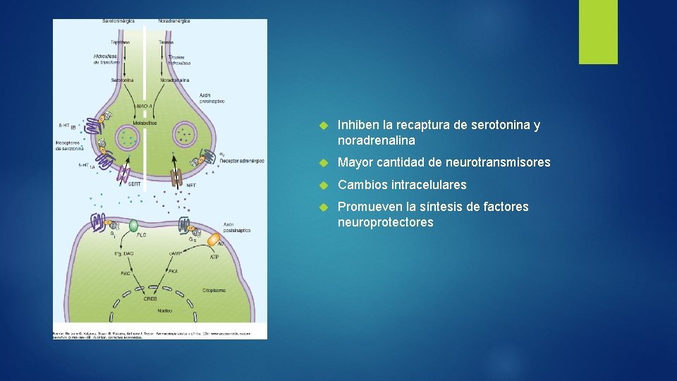  Inhiben la recaptura de serotonina y noradrenalina Mayor cantidad de neurotransmisores Cambios intracelulares