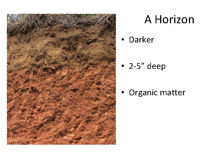 A Horizon • Darker • 2 -5” deep • Organic matter 