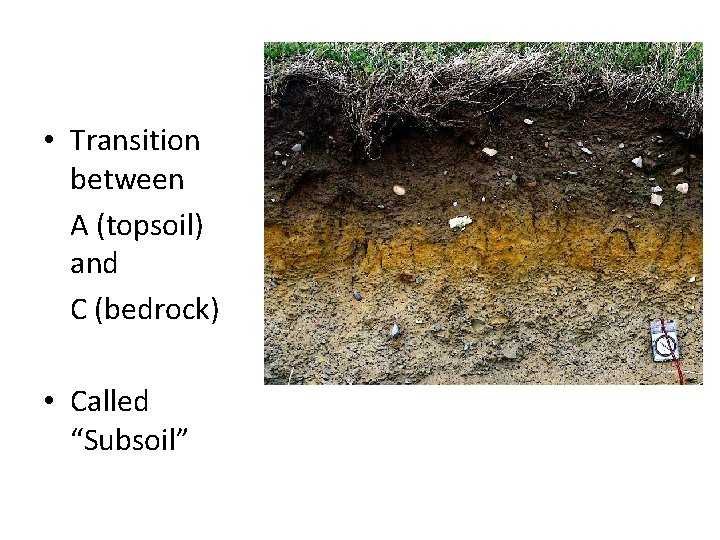 B Horizon • Transition between A (topsoil) and C (bedrock) • Called “Subsoil” 