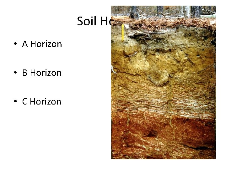 Soil Horizons • A Horizon • B Horizon • C Horizon 