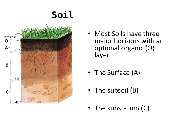  • Most Soils have three major horizons with an optional organic (O) layer