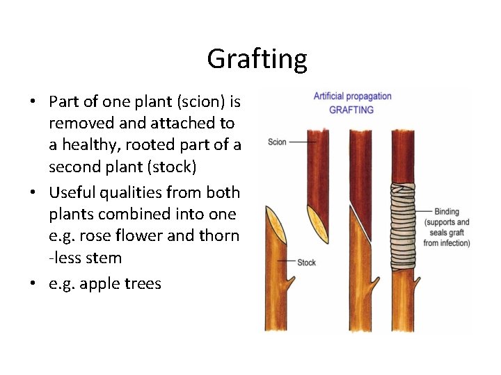 Grafting • Part of one plant (scion) is removed and attached to a healthy,