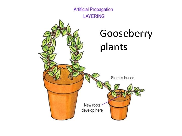 Gooseberry plants 