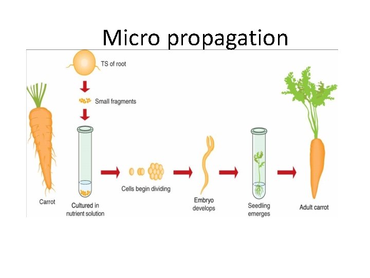 Micro propagation 