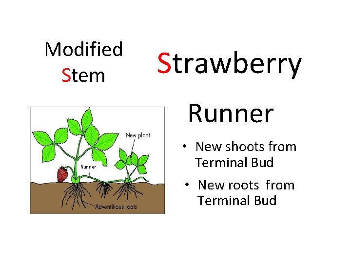 Modified Stem Strawberry Runner • New shoots from Terminal Bud • New roots from