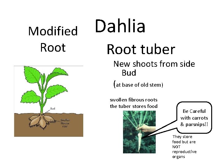 Modified Root Dahlia Root tuber New shoots from side Bud (at base of old