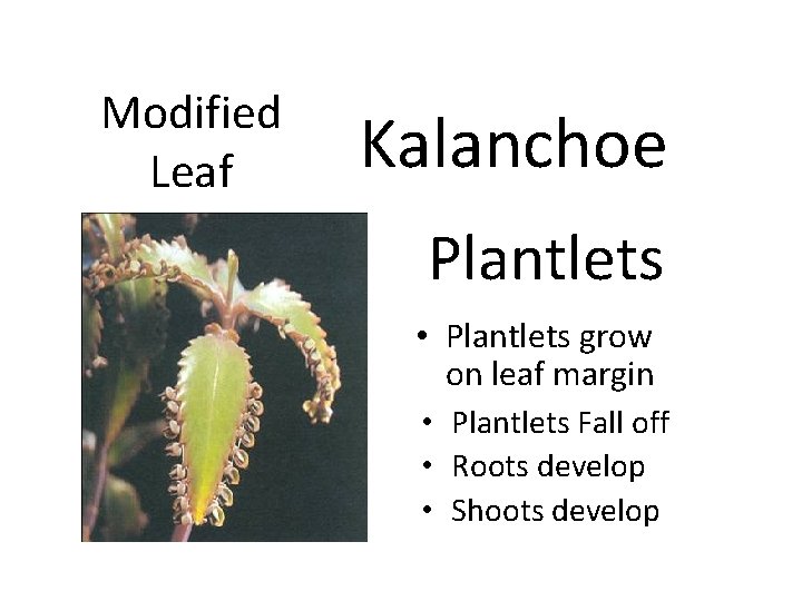 Modified Leaf Kalanchoe Plantlets • Plantlets grow on leaf margin • Plantlets Fall off