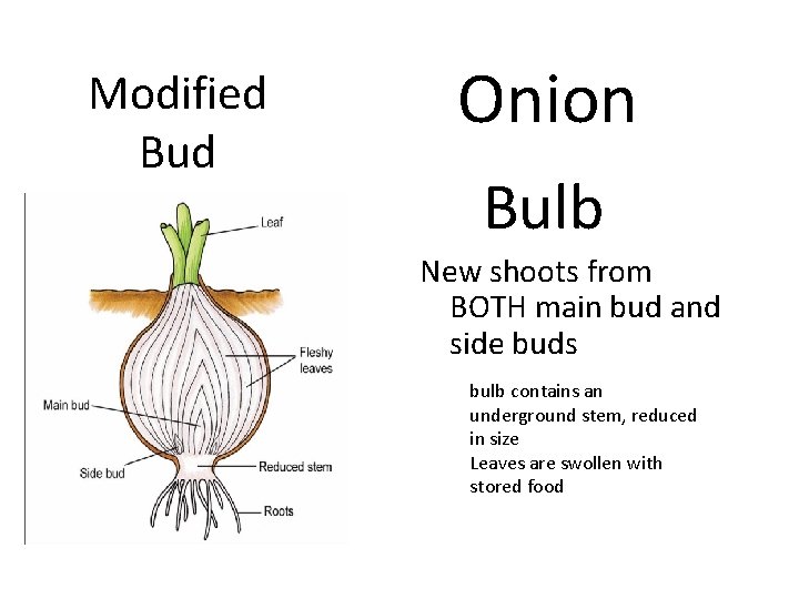 Modified Bud Onion Bulb New shoots from BOTH main bud and side buds bulb