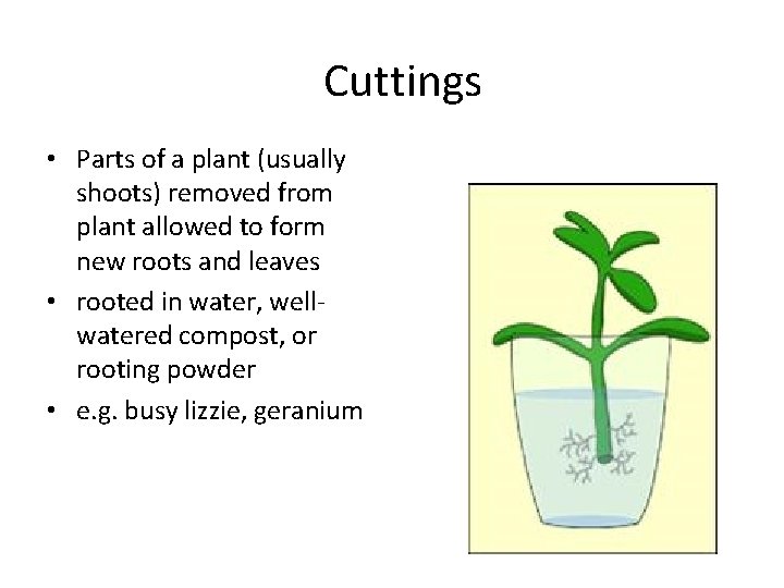 Cuttings • Parts of a plant (usually shoots) removed from plant allowed to form
