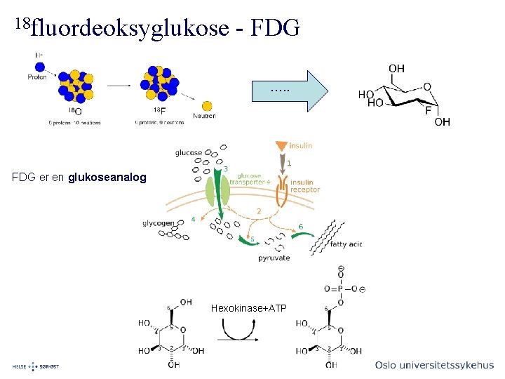 18 fluordeoksyglukose - FDG …. . FDG er en glukoseanalog Hexokinase+ATP 