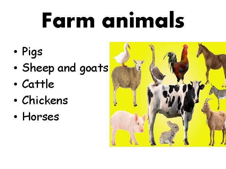 Farm animals • • • Pigs Sheep and goats Cattle Chickens Horses 