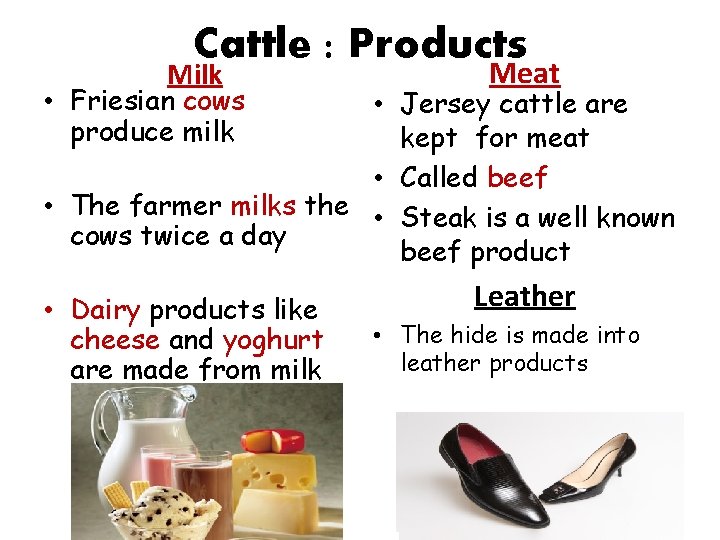 Cattle : Products Milk • Friesian cows produce milk Meat • Jersey cattle are Cattle : Products Milk • Friesian cows produce milk Meat • Jersey cattle are