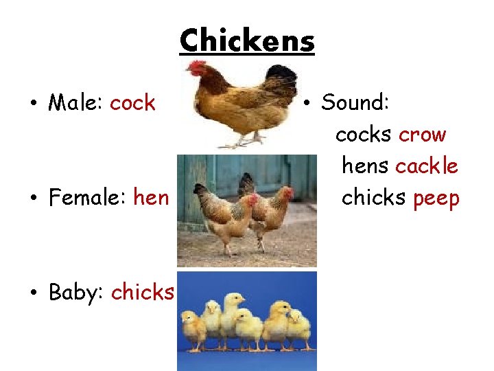 Chickens • Male: cock • Female: hen • Baby: chicks • Sound: cocks crow Chickens • Male: cock • Female: hen • Baby: chicks • Sound: cocks crow