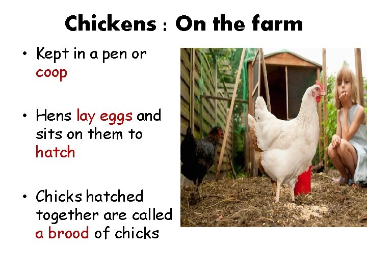Chickens : On the farm • Kept in a pen or coop • Hens
