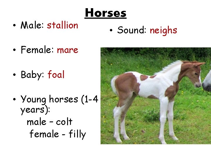 • Male: stallion Horses • Female: mare • Baby: foal • Young horses • Male: stallion Horses • Female: mare • Baby: foal • Young horses