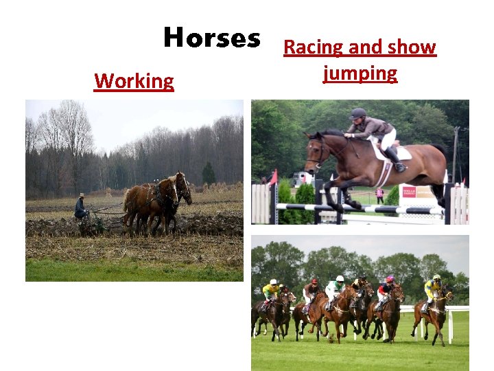 Horses Working Racing and show jumping 