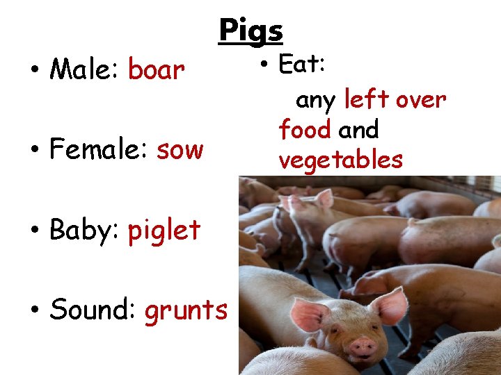  • Male: boar Pigs • Female: sow • Baby: piglet • Sound: grunts