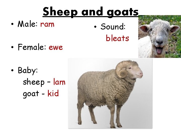 Sheep and goats • Male: ram • Female: ewe • Baby: sheep – lam