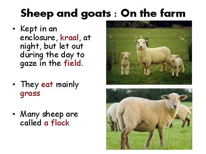 Sheep and goats : On the farm • Kept in an enclosure, kraal, at Sheep and goats : On the farm • Kept in an enclosure, kraal, at
