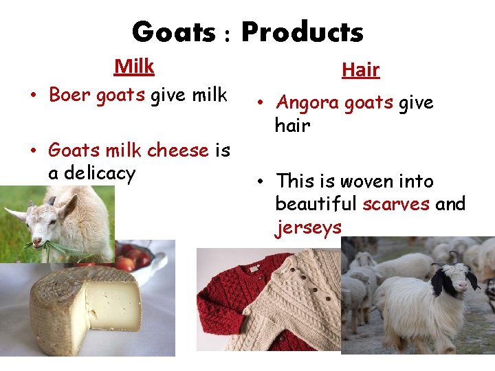 Goats : Products Milk • Boer goats give milk • Goats milk cheese is Goats : Products Milk • Boer goats give milk • Goats milk cheese is