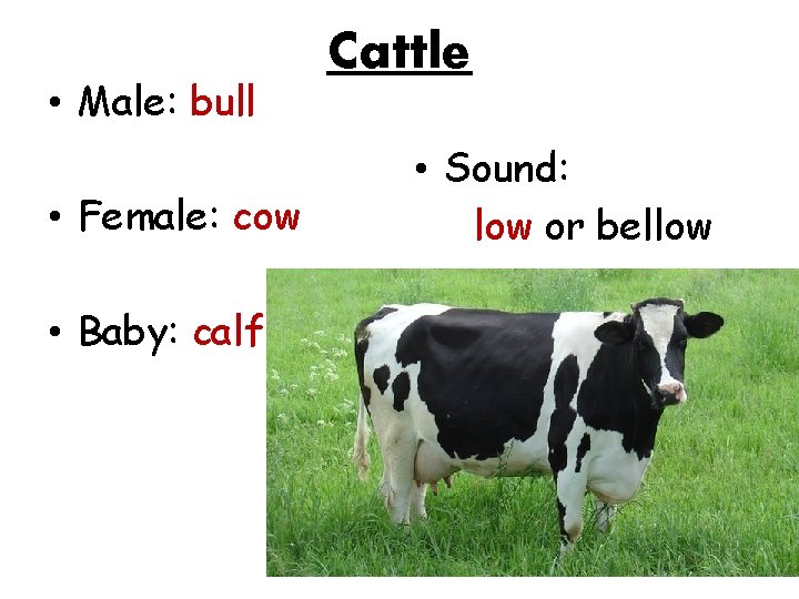  • Male: bull • Female: cow • Baby: calf Cattle • Sound: low