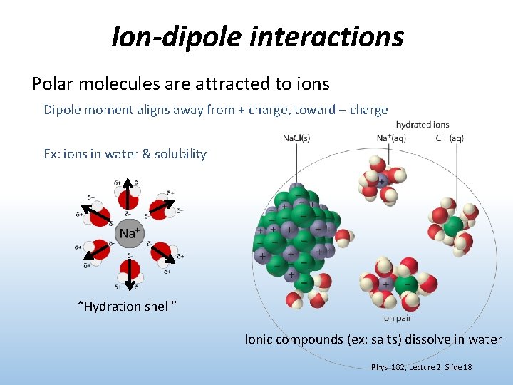 Ion-dipole interactions Polar molecules are attracted to ions Dipole moment aligns away from +