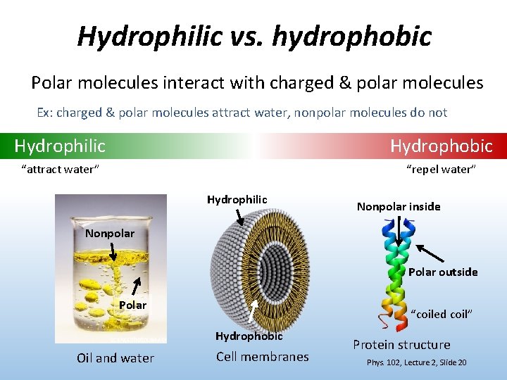Hydrophilic vs. hydrophobic Polar molecules interact with charged & polar molecules Ex: charged &