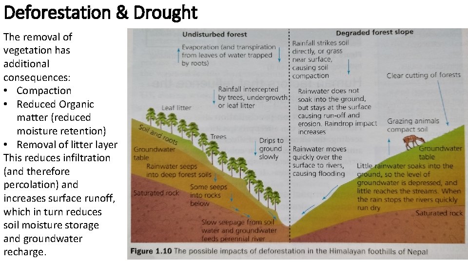 Deforestation & Drought The removal of vegetation has additional consequences: • Compaction • Reduced