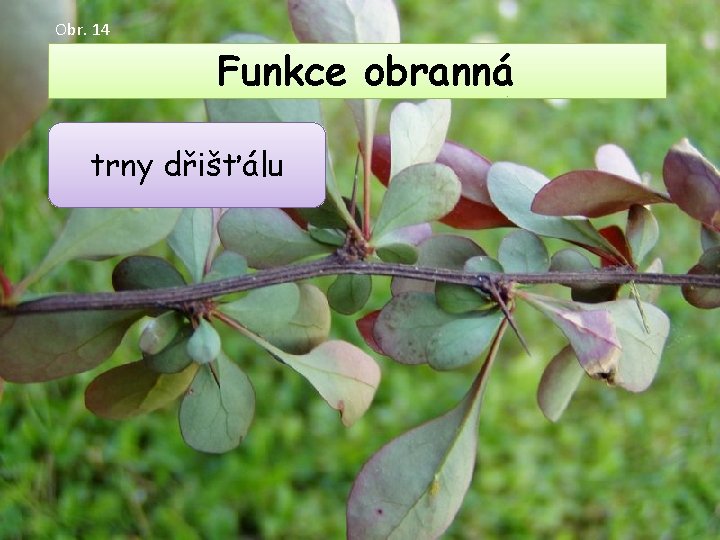 Obr. 14 Funkce obranná trny dřišťálu Obr. 14 Funkce obranná trny dřišťálu